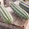 #EC112 EXACT Trichocereus Cuzcoensis Cactus Plant CUTTING Approx 10-12"