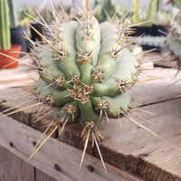 #EC112 EXACT Trichocereus Cuzcoensis Cactus Plant CUTTING Approx 10-12"