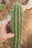 #EC112 EXACT Trichocereus Cuzcoensis Cactus Plant CUTTING Approx 10-12"