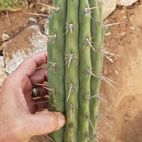 #EC112 EXACT Trichocereus Cuzcoensis Cactus Plant CUTTING Approx 10-12"