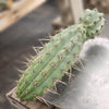 #EC112 EXACT Trichocereus Cuzcoensis Cactus Plant CUTTING Approx 10-12"