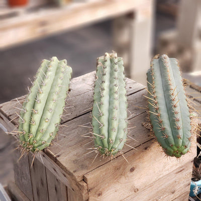 #EC112 EXACT Trichocereus Cuzcoensis Cactus Plant CUTTING Approx 10-12