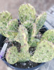 #EC113 EXACT Opuntia Hybrid Sunburst Cactus Plant