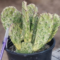 #EC113 EXACT Opuntia Hybrid Sunburst Cactus Plant