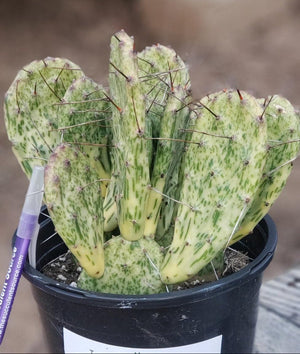 #EC113 EXACT Opuntia Hybrid Sunburst Cactus Plant