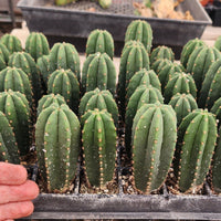 #EC115 EXACT Trichocereus Hybrid Scopulicola Cactus Culture X Scop Tudo Seedlings 3-4"