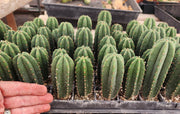 #EC115 EXACT Trichocereus Hybrid Scopulicola Cactus Culture X Scop Tudo Seedlings 3-4"