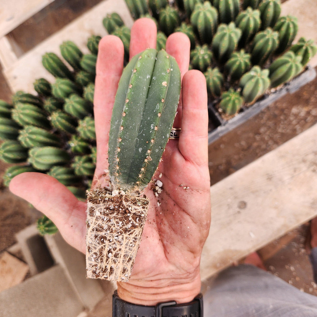 #EC115 EXACT Trichocereus Hybrid Scopulicola Cactus Culture X Scop Tudo Seedlings 3-4"