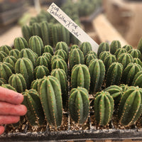 #EC115 EXACT Trichocereus Hybrid Scopulicola Cactus Culture X Scop Tudo Seedlings 3-4"