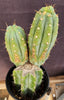 #EC117 EXACT Trichocereus Bridgesii JADA Cactus 13.5" Plant