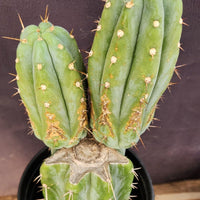 #EC117 EXACT Trichocereus Bridgesii JADA Cactus 13.5" Plant