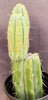 #EC117 EXACT Trichocereus Bridgesii JADA Cactus 13.5" Plant