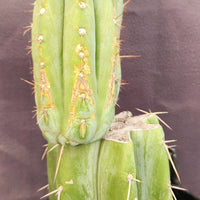 #EC117 EXACT Trichocereus Bridgesii JADA Cactus 13.5" Plant