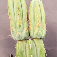 #EC117 EXACT Trichocereus Bridgesii JADA Cactus 13.5" Plant