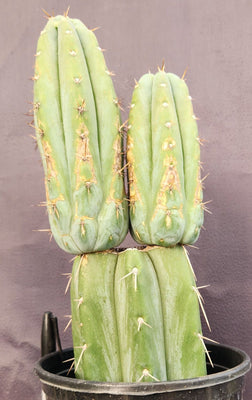 #EC117 EXACT Trichocereus Bridgesii JADA Cactus 13.5