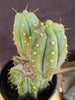 #EC117 EXACT Trichocereus Bridgesii JADA Cactus 13.5" Plant