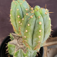 #EC117 EXACT Trichocereus Bridgesii JADA Cactus 13.5" Plant