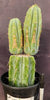 #EC117 EXACT Trichocereus Bridgesii JADA Cactus 13.5" Plant