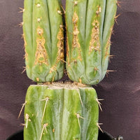 #EC117 EXACT Trichocereus Bridgesii JADA Cactus 13.5" Plant