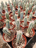 #EC118 Pilocereus Cactus Plant Potted in 4" Container