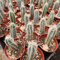 #EC118 Pilocereus Cactus Plant Potted in 4" Container