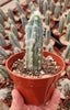 #EC118 Pilocereus Cactus Plant Potted in 4" Container