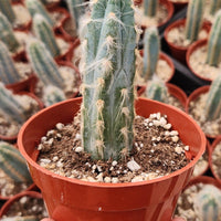 #EC118 Pilocereus Cactus Plant Potted in 4" Container