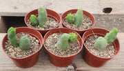 #EC121 Trichocereus Bridgesii Monstrose Cactus Plant With Pups in 4" container special