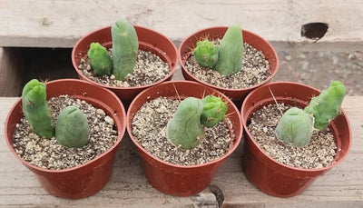 #EC121 Trichocereus Bridgesii Monstrose Cactus Plant With Pups in 4