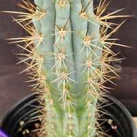 #EC124 EXACT Browningia Hertlingiana Cactus Plant 9" Specimen