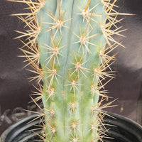 #EC124 EXACT Browningia Hertlingiana Cactus Plant 9" Specimen