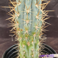 #EC124 EXACT Browningia Hertlingiana Cactus Plant 9" Specimen