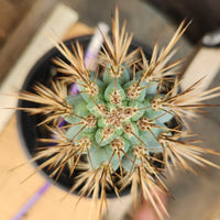 #EC124 EXACT Browningia Hertlingiana Cactus Plant 9" Specimen