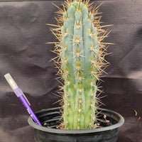 #EC124 EXACT Browningia Hertlingiana Cactus Plant 9" Specimen