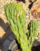 #EC126 EXACT Trichocereus Pachanoi Monstrose TPM Crest Cactus Plant 11.5”