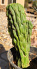 #EC126 EXACT Trichocereus Pachanoi Monstrose TPM Crest Cactus Plant 11.5”