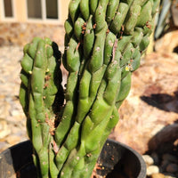 #EC126 EXACT Trichocereus Pachanoi Monstrose TPM Crest Cactus Plant 11.5”