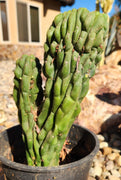 #EC126 EXACT Trichocereus Pachanoi Monstrose TPM Crest Cactus Plant 11.5”