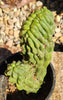 #EC126 EXACT Trichocereus Pachanoi Monstrose TPM Crest Cactus Plant 11.5”