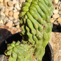 #EC126 EXACT Trichocereus Pachanoi Monstrose TPM Crest Cactus Plant 11.5”