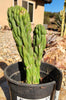 #EC126 EXACT Trichocereus Pachanoi Monstrose TPM Crest Cactus Plant 11.5”