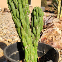 #EC126 EXACT Trichocereus Pachanoi Monstrose TPM Crest Cactus Plant 11.5”