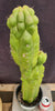 #EC127 EXACT Trichocereus Pachanoi "Monstrose" Cactus Plant 22"