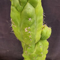 #EC127 EXACT Trichocereus Pachanoi "Monstrose" Cactus Plant 22"