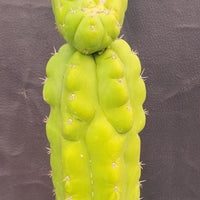 #EC127 EXACT Trichocereus Pachanoi "Monstrose" Cactus Plant 22"