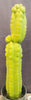 #EC127 EXACT Trichocereus Pachanoi "Monstrose" Cactus Plant 22"