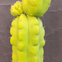 #EC127 EXACT Trichocereus Pachanoi "Monstrose" Cactus Plant 22"