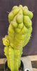 #EC127 EXACT Trichocereus Pachanoi "Monstrose" Cactus Plant 22"