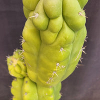 #EC127 EXACT Trichocereus Pachanoi "Monstrose" Cactus Plant 22"