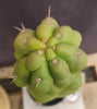 #EC127 EXACT Trichocereus Pachanoi "Monstrose" Cactus Plant 22"